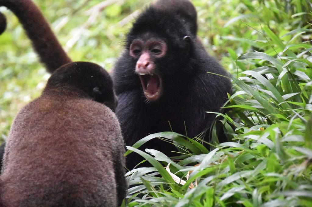 Cesar (male spider monkey) playing with a woolley monkey