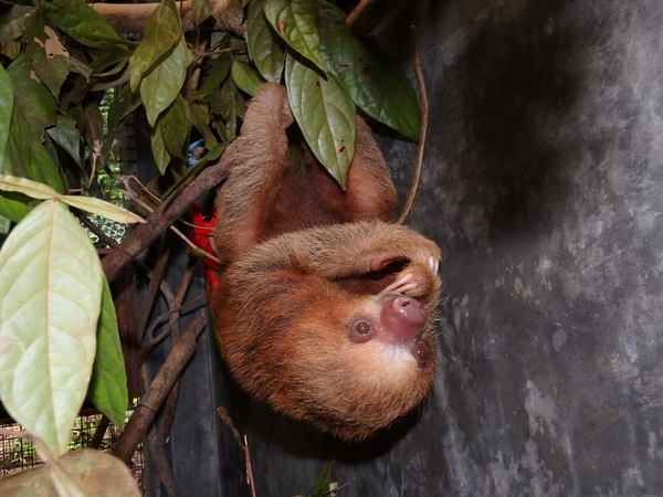 Lulu two toed sloth