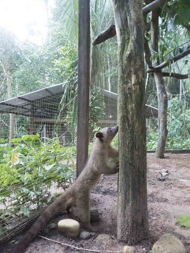 Ossi in outside cage