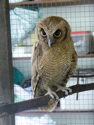 Sheena, screech owl