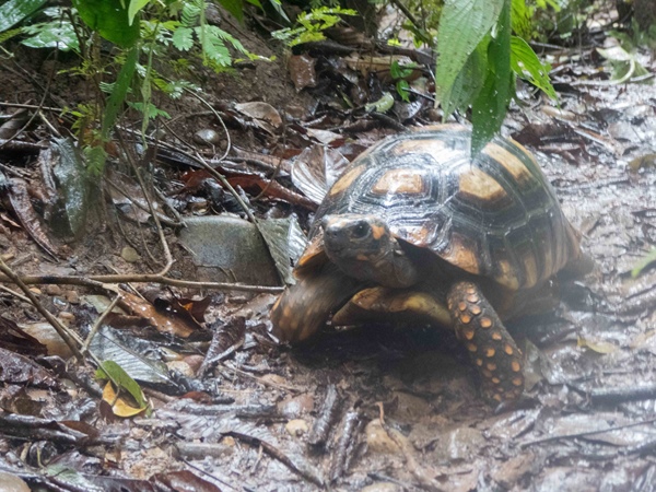 Yellow footed tortoise