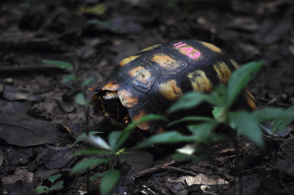 new tortoise released