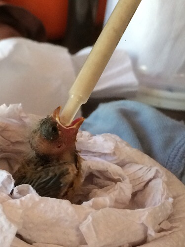 Baby Bird feeding