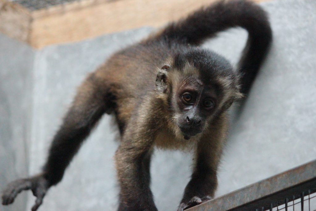Kurima, female brown capuchin