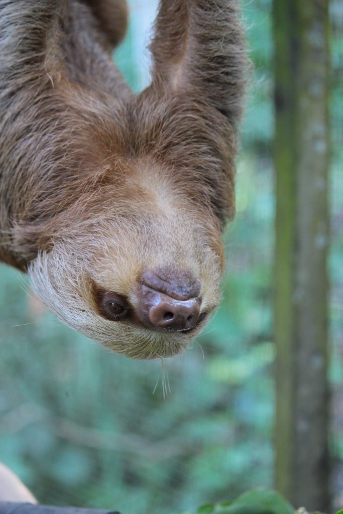 Lulu, two toed sloth