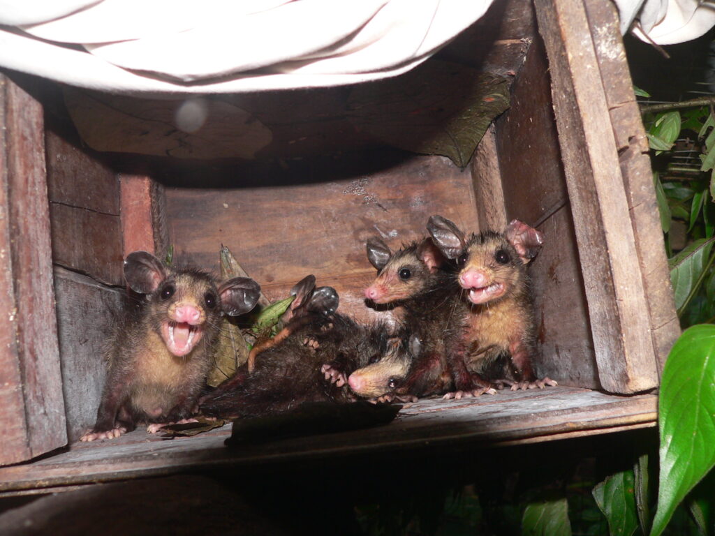 Opossums before release