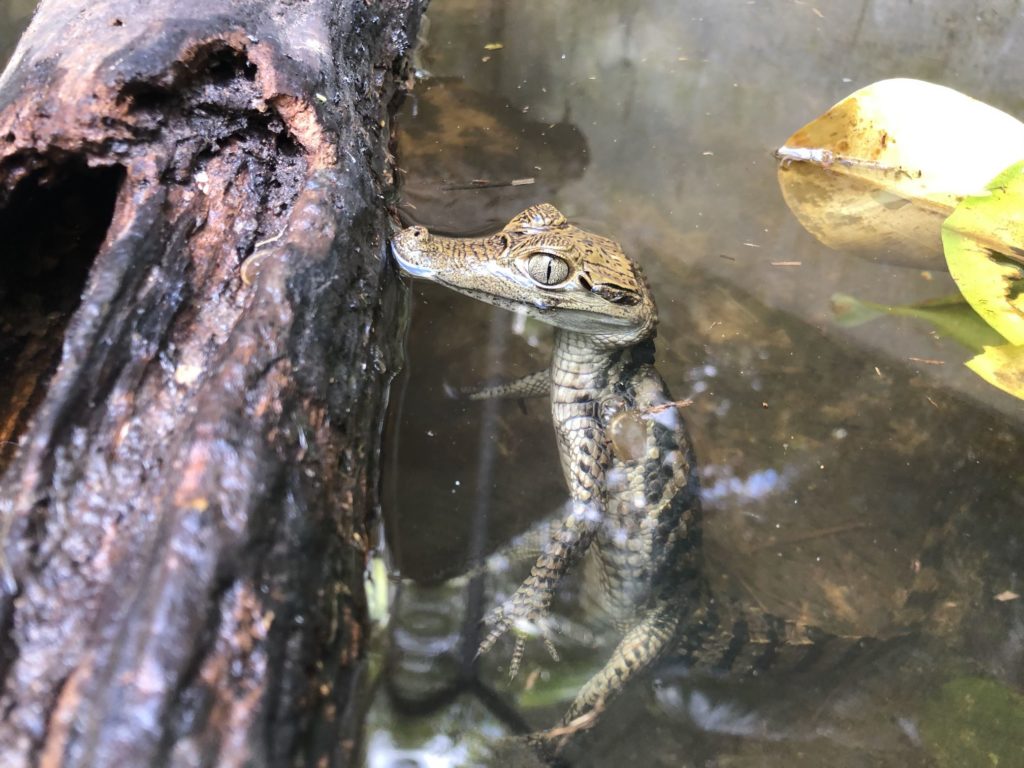 Caiman in Aguatena