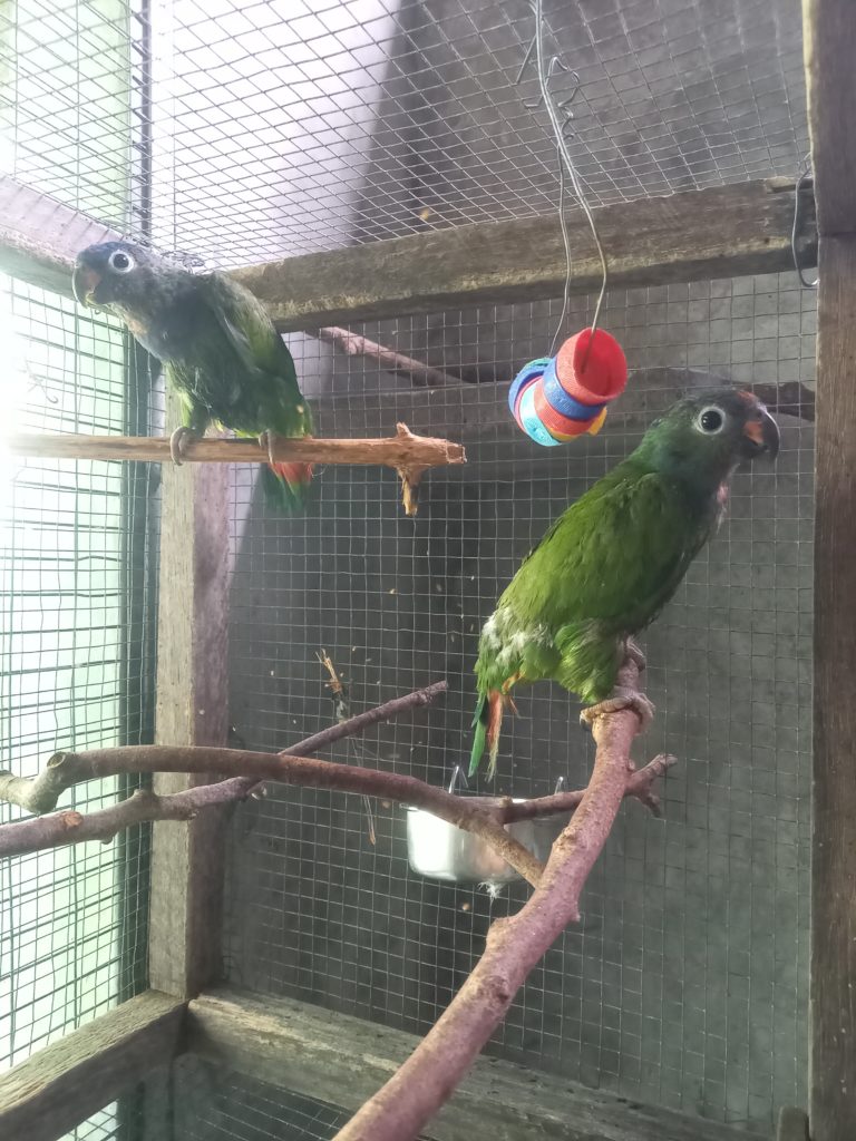 Ares and Zeus (blue-headed parrots) recovering in the clinic